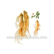 Supply natural Ginseng essential oil for cosmetics